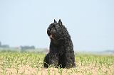 BOUVIER DES FLANDRES 517